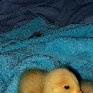 Meet your Posher, Baylor